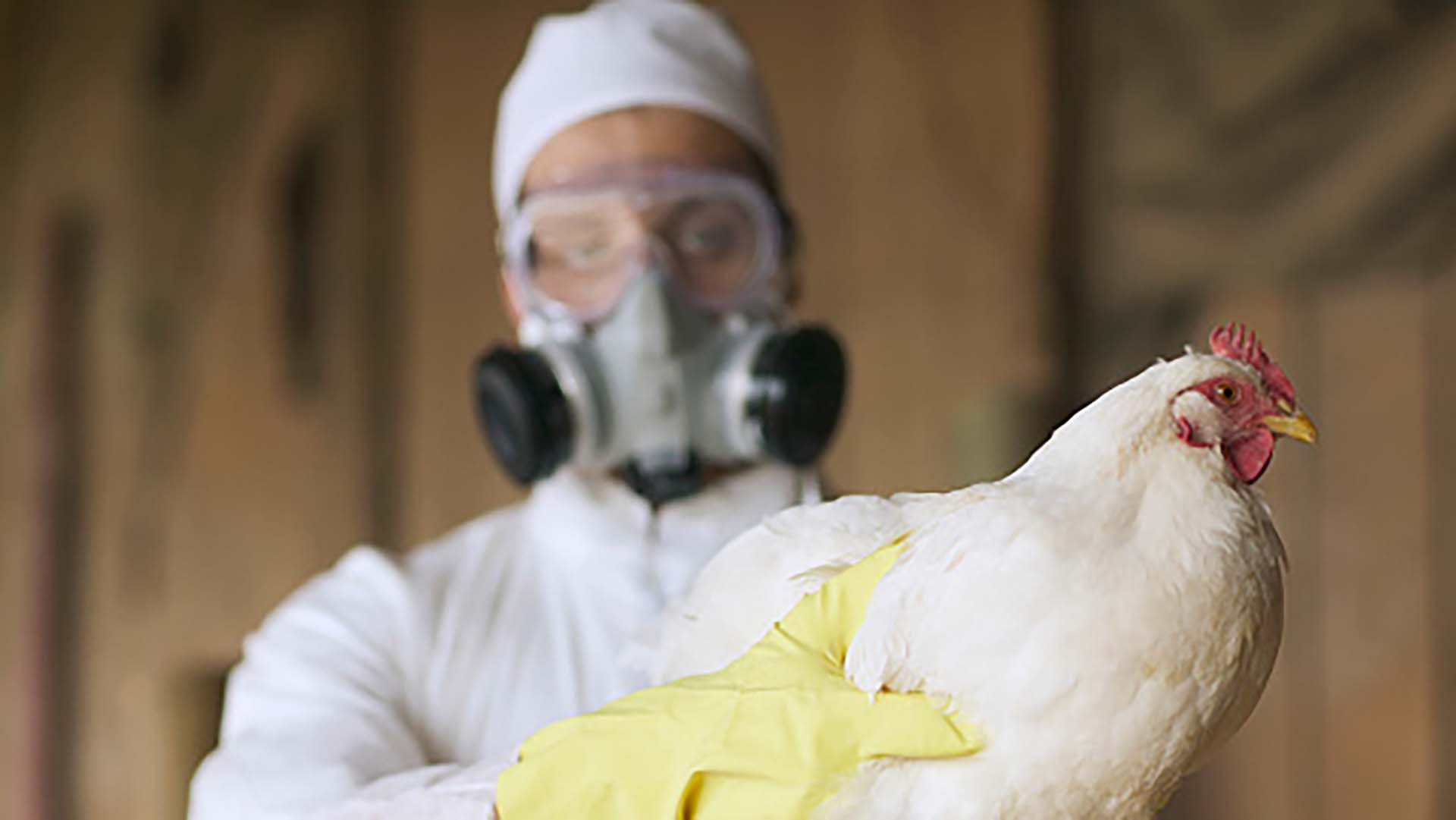 Brindan recomendaciones ante la aparicin de casos de gripe aviar en  territorio bonaerense