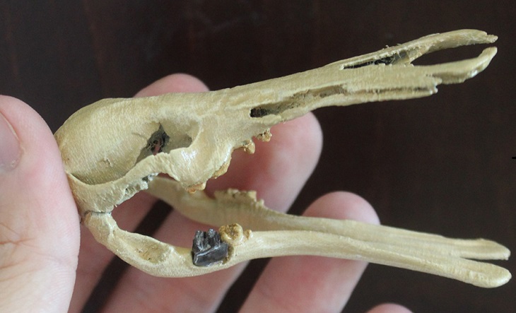 Hallan en Patagonia un ornitorrinco que vivió en la “era de los  dinosaurios” - El1 Digital