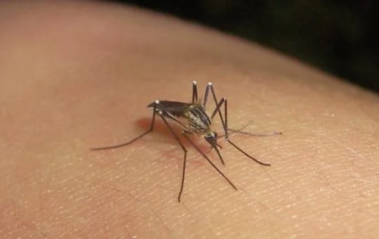 invasion de mosquitos