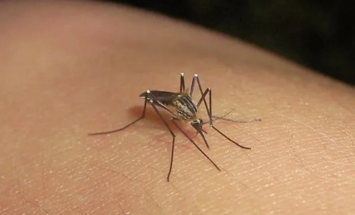 invasion de mosquitos
